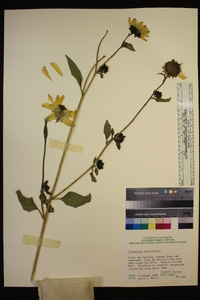 Helianthus annuus image